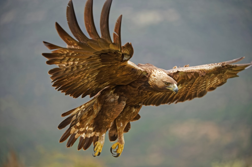 Steinadler im Flug