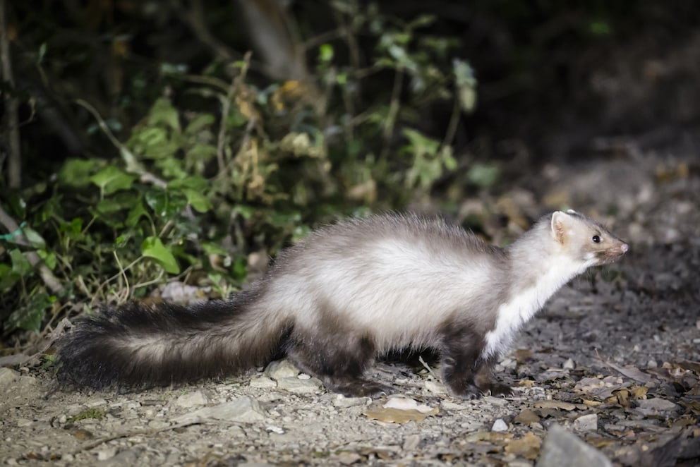 Stone marten in profile