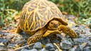 Eine Sternschildkröte in einem Nationalpark in Sri Lanka