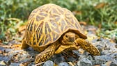 Eine Sternschildkröte in einem Nationalpark in Sri Lanka