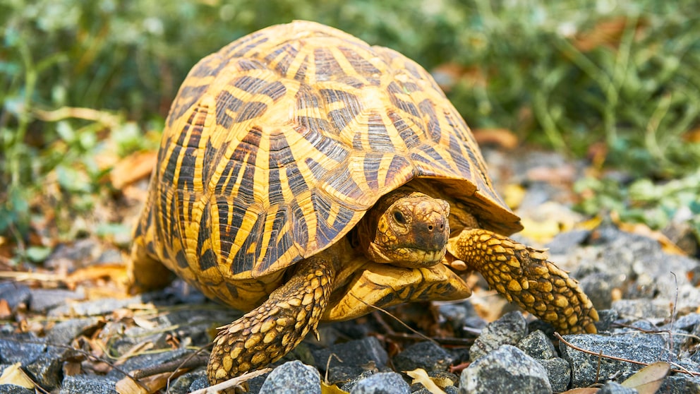 Eine Sternschildkröte in einem Nationalpark in Sri Lanka