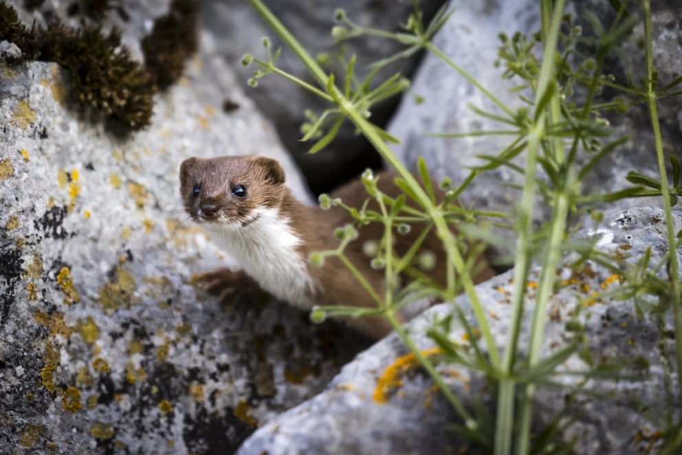 A curious weasel peeks out from between stones