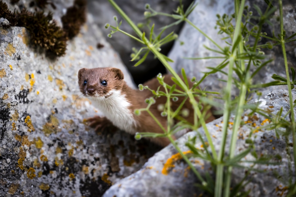 Ein neugieriges Wiesel schaut zwischen Steinen hervor