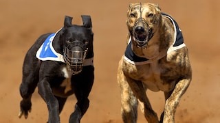 Zwei Greyhounds beim Windhunderennen in Südafrika