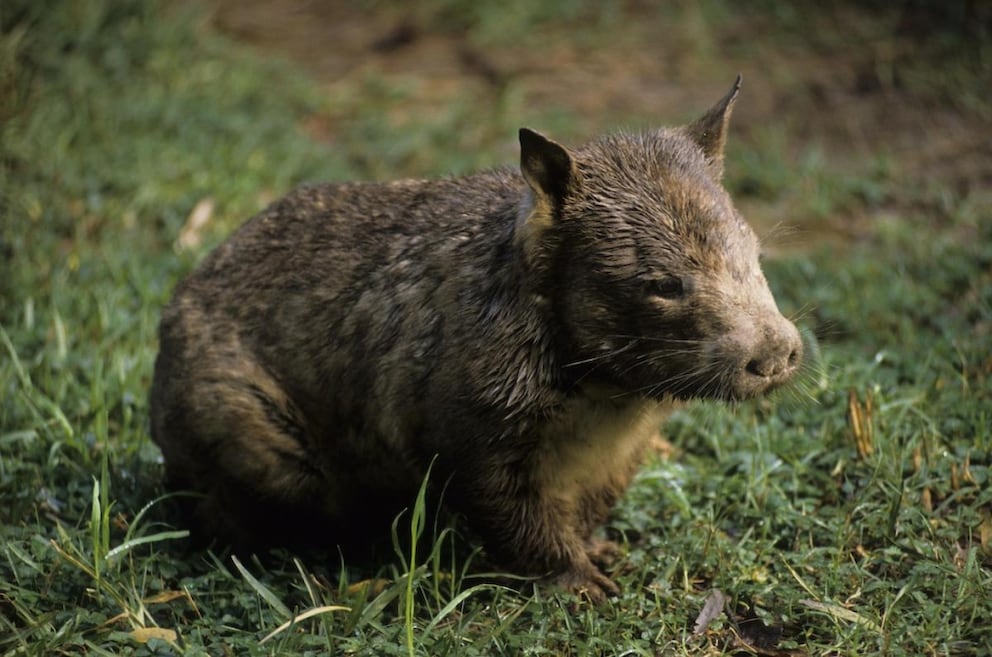 Southern hairy-nosed wombat on grass