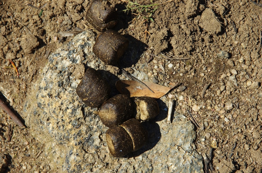 Wombat droppings on a rock