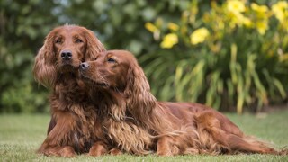 Zwei Irish Red Setter liegen eng aneinander gekuschelt und genießen das schöne Wetter.