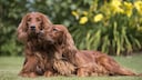 Zwei Irish Red Setter liegen eng aneinander gekuschelt und genie&szlig;en das sch&ouml;ne Wetter.
