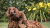 Zwei Irish Red Setter liegen eng aneinander gekuschelt und genießen das schöne Wetter.