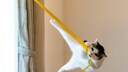Katze hängt an einem gelben Band