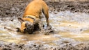 Antiautoritäre Erziehung beim Hund