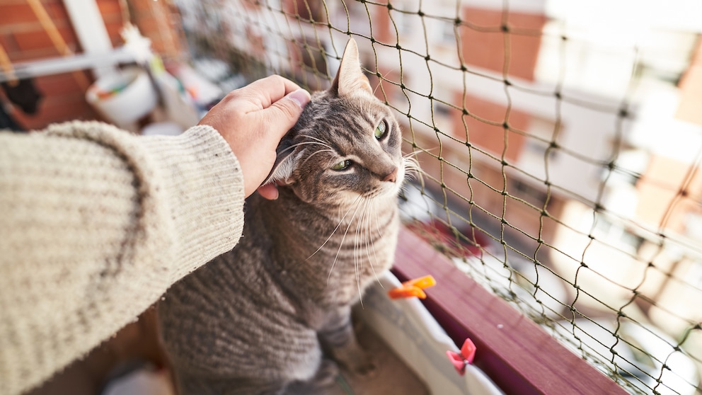 Eine Katze sitzt auf einem katzensicheren Balkon und wird gestreichelt