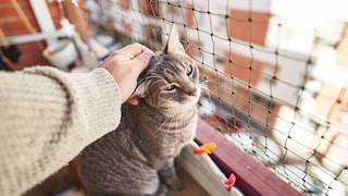 Eine Katze sitzt auf einem katzensicheren Balkon und wird gestreichelt