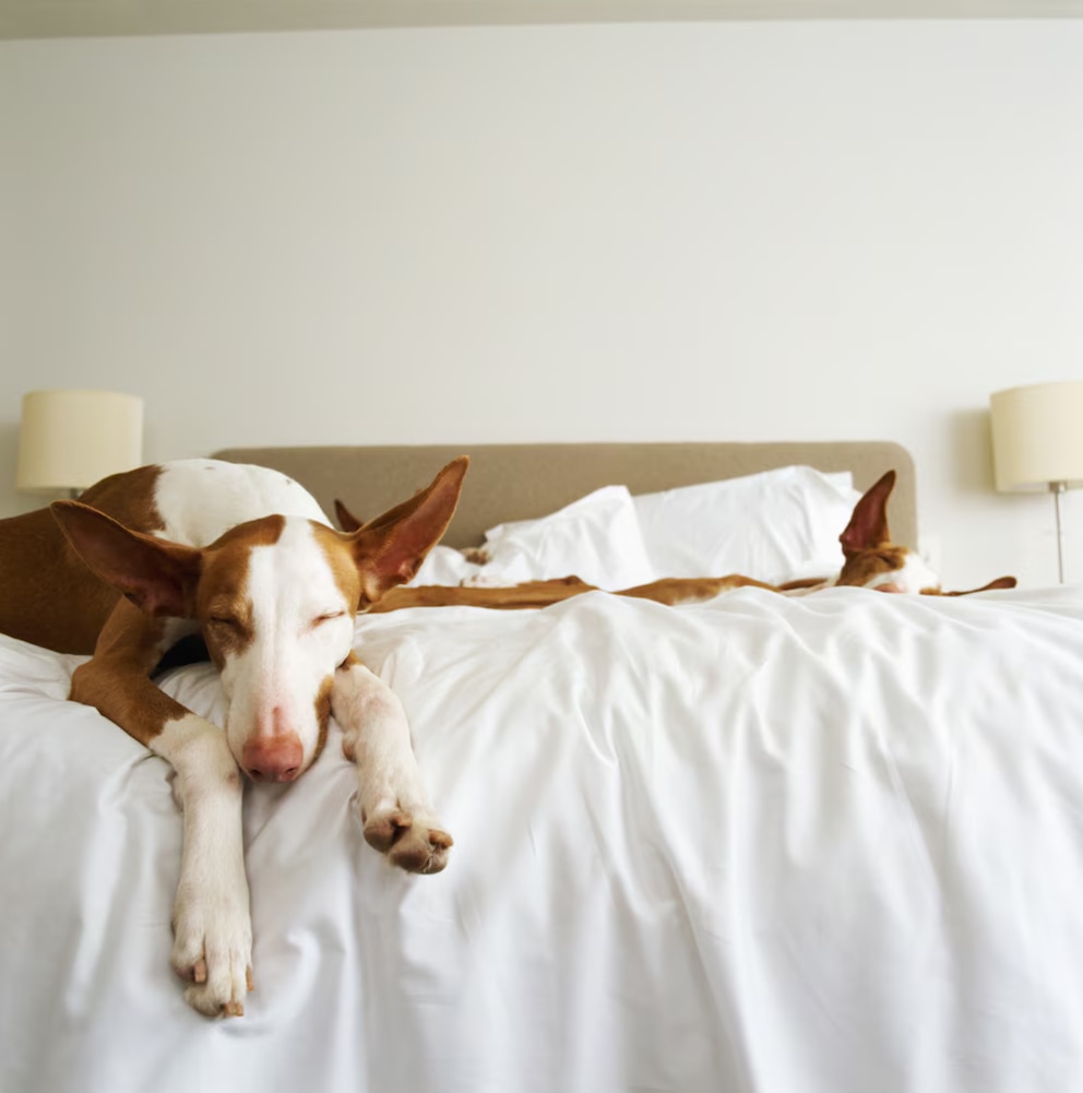 Dieser Windhund kann auch anders: Podenco Ibicenco beim Relaxen