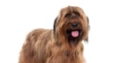 Briard