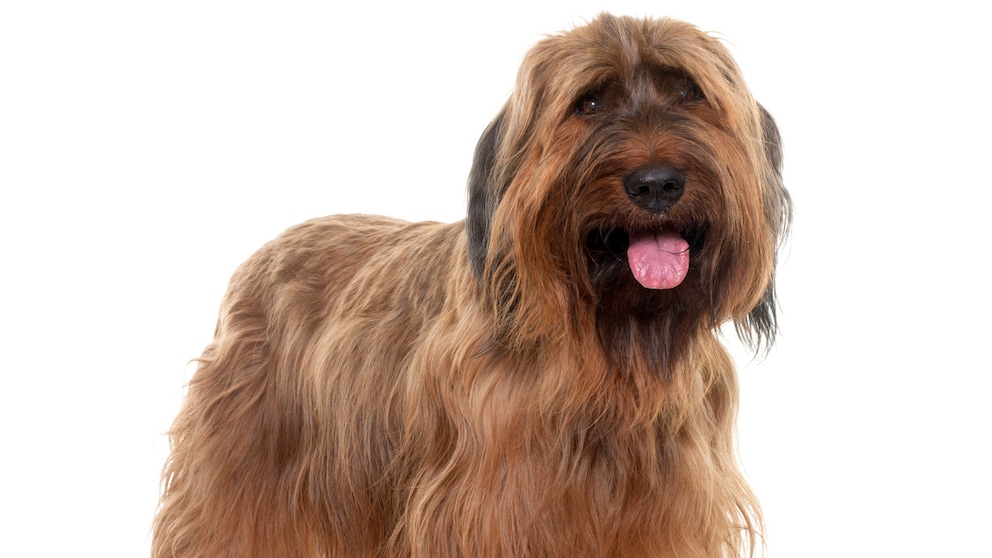 Briard