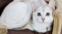 Eine kleine Burmilla-Katze sitzt auf einem Stuhl mit gepolsterter R&uuml;cklehne