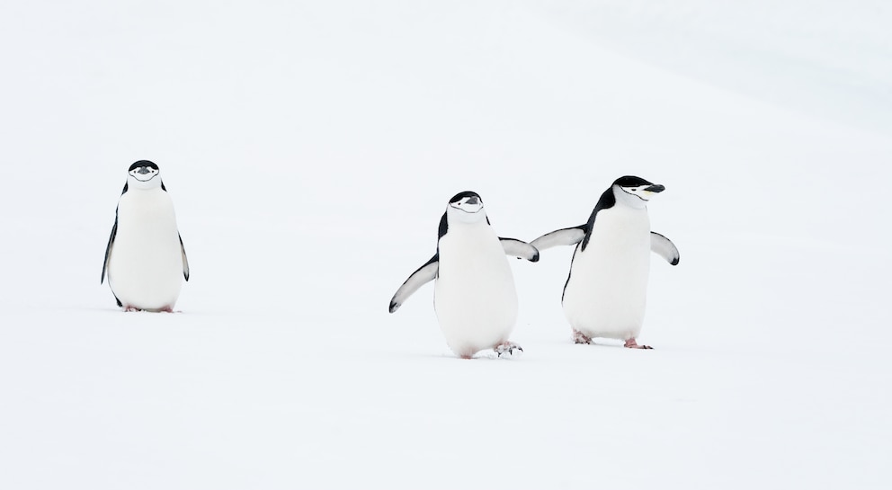 Diese drei Pinguine brachten Deena Sveinsson zum Lachen. 