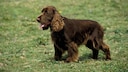 Field Spaniel