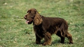 Field Spaniel