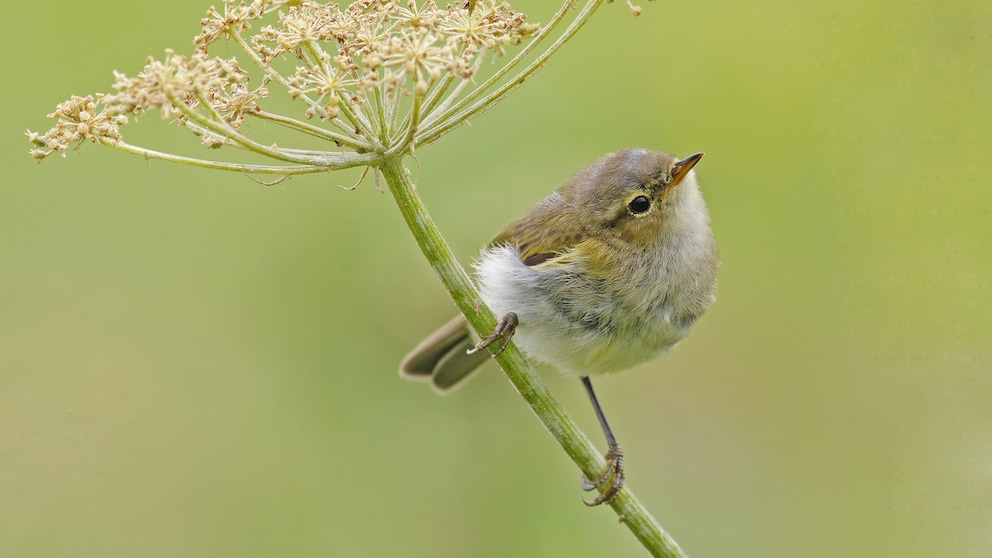 Junger Zilpzalp (Phylloscopus collybita) auf Stängel von Wiesen-Kerbel sitzend