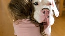 Deutsche Dogge erträgt mit leerem Gesichtsausdruck die Umarmung eines Kindes