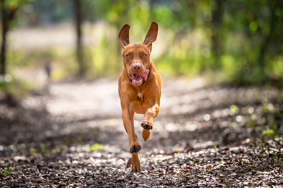 Ein Vizsla, der schnell durch den Wald läuft.