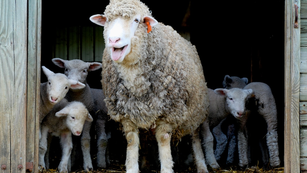 In der Rhön haben Schafe eine ganz besondere Aufgabe übernommen. (Symbolbild)