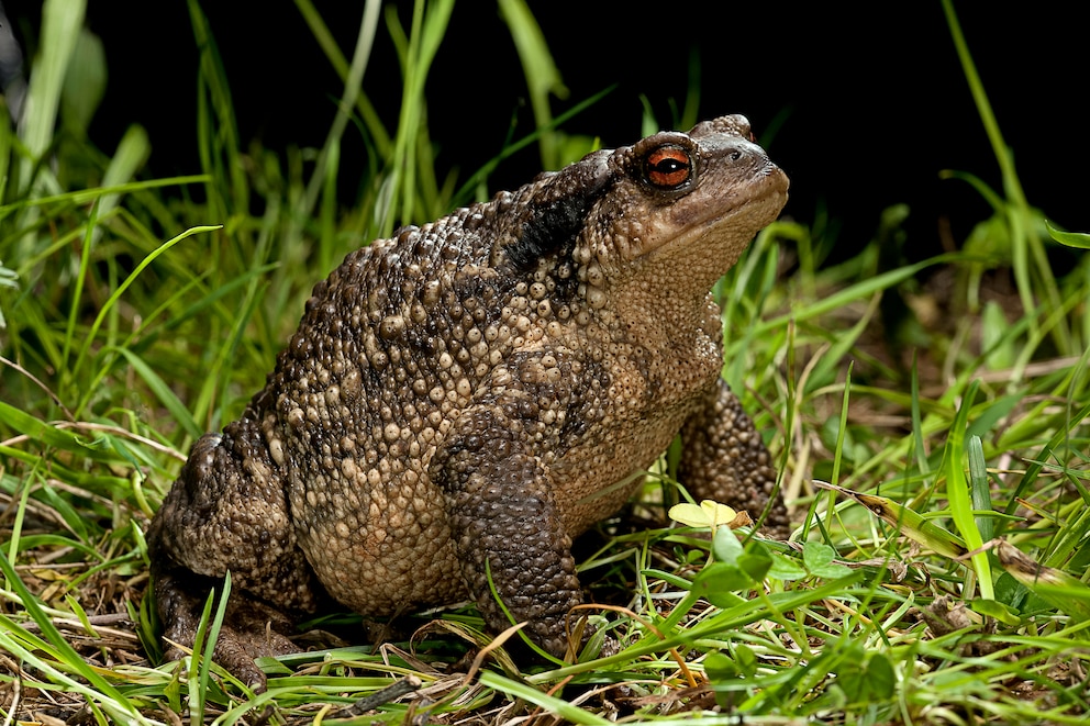 Erdkröte (Bufo bufo)