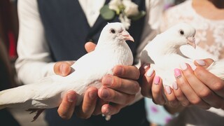 Für viele gehören weiße Hochzeitstauben zu einer gelungenen Hochzeit dazu. Doch ist diese Tradition noch zeitgemäß?