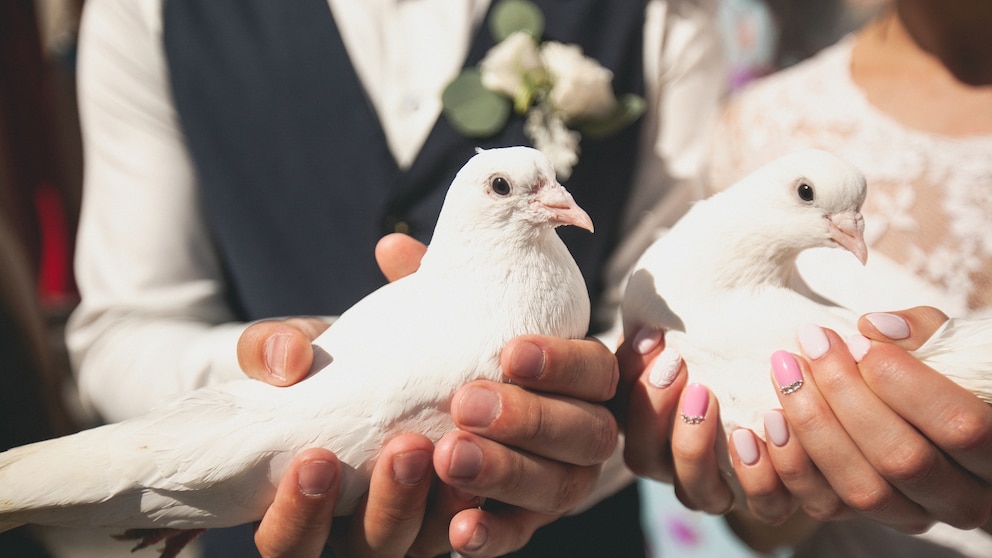 Für viele gehören weiße Hochzeitstauben zu einer gelungenen Hochzeit dazu. Doch ist diese Tradition noch zeitgemäß?