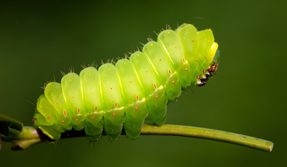 Raupe der Luna-Motte Actias luna