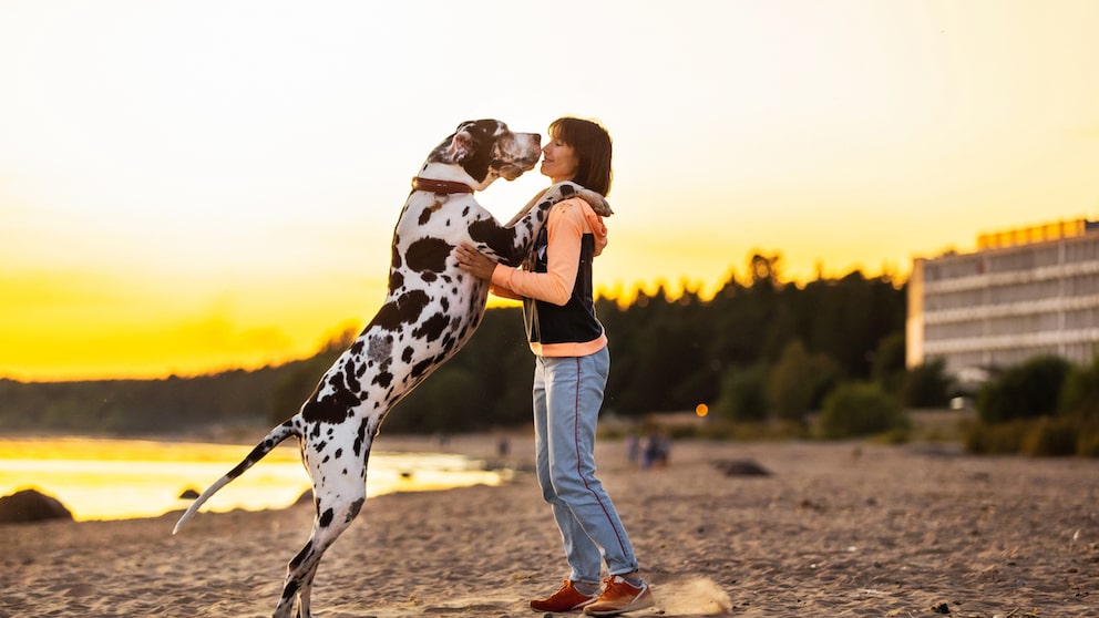 Eine Frau spielt mit ihrer Dogge am Sandstrand.