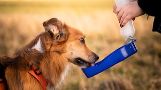 Ein Border Collie trinkt Wasser aus einer Reiseflasche