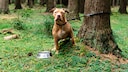 Gerade zu Beginn der Feriensaison entledigen sich einige Halter ihrer Haustiere, indem sie diese aussetzen oder im Tierheim abgeben.