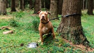 Gerade zu Beginn der Feriensaison entledigen sich einige Halter ihrer Haustiere, indem sie diese aussetzen oder im Tierheim abgeben.