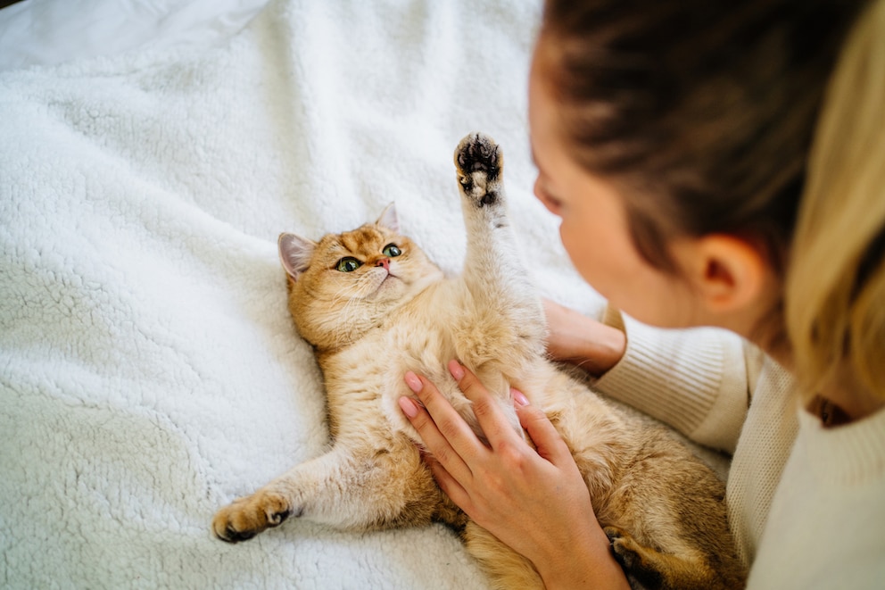 Katze erhebt warnend die Pfote gegen Mensch beim Streicheln