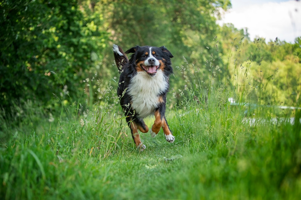 Ein Border Collie rennt durch den Wald.