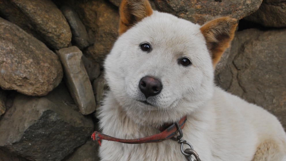 Ein junger Korea Jindo Dog blickt freundlich in die Kamera.