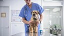 Ein Tierarzt untersucht einen Hund.