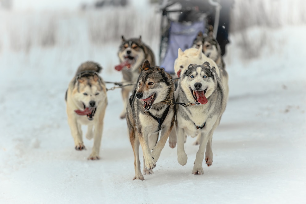 Eine Gruppe Sibirischer Huskys zieht in einer winterlichen Landschaft einen Schlitten hinter sich her.