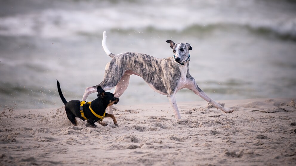 Ein Whippet und ein Zwergpinscher spielen am Strand.