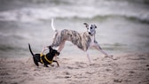 Ein Whippet und ein Zwergpinscher spielen am Strand.