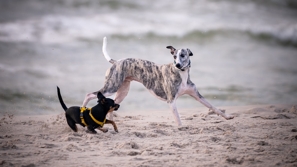 Ein Whippet und ein Zwergpinscher spielen am Strand.