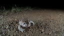 Krötenwanderungen bergen für die Tiere oft große Gefahren.