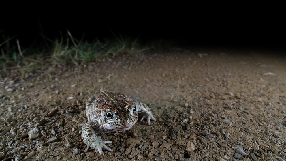 Krötenwanderungen bergen für die Tiere oft große Gefahren.