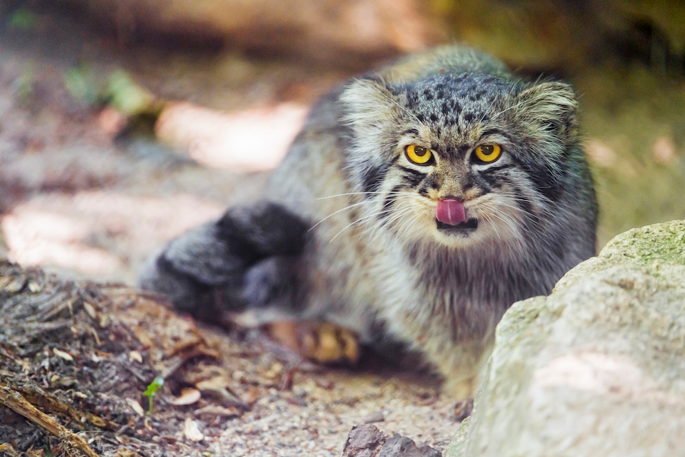 Pallaskatze leckt sich die Lippen