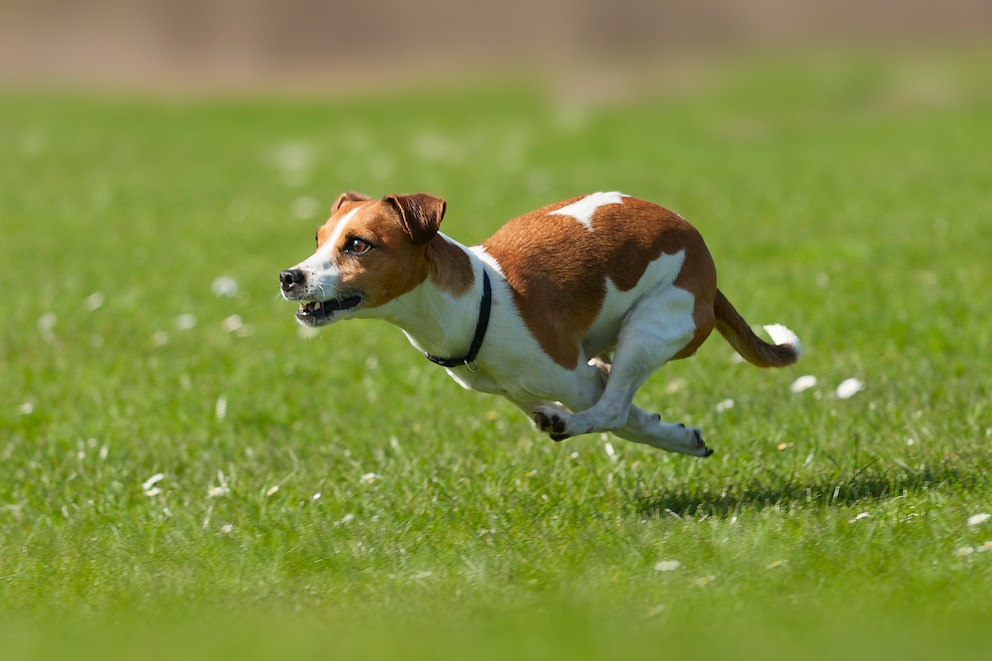 Ein Jack Russel Terrier rennt über eine Wiese.