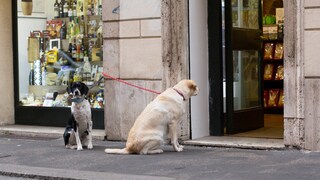 Zwei angeleinte Hunde warten auf einem Geschäft auf ihre Halter.