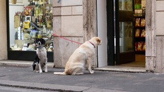 Zwei angeleinte Hunde warten auf einem Geschäft auf ihre Halter.